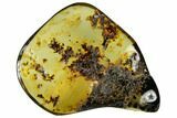 Polished Chiapas Amber ( g) - Mexico #114978-1